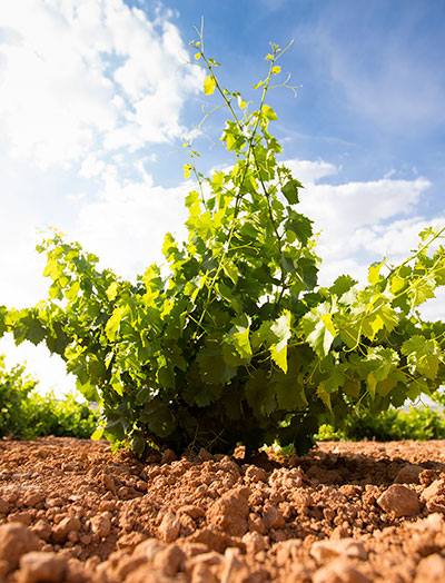 Viñedos Bodegas Olivares, Jumilla