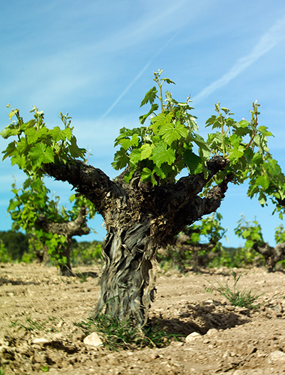 Viñedos Bodegas Olivares, Jumilla