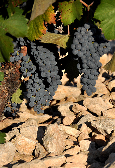 Uvas Bodegas Olivares, Jumilla