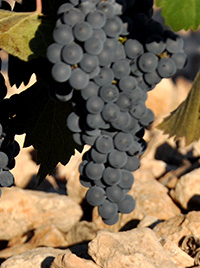 Uvas Bodegas Olivares, Jumilla